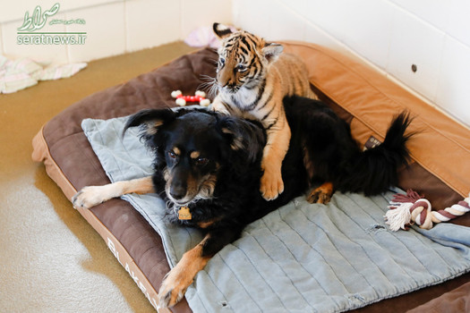 بازی یک توله ببر با یک سگ در باغ وحش سینسیناتی