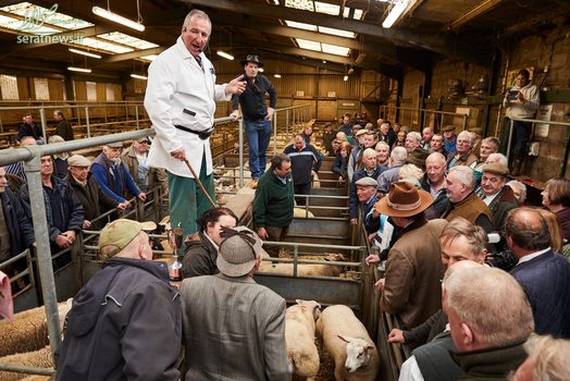 بازار دام فروشی در روستای چشایر انگلیس