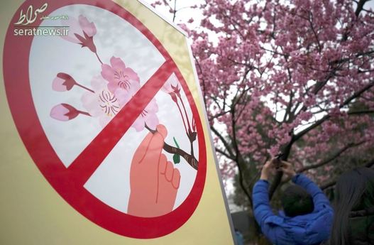 تابلوی ممنوعیت دست زدن به شاخه های شکوفه های گیلاس در پارکی در توکیو