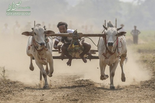 ارابه سواری یک مرد میانماری در طول جشنواره تابستانی