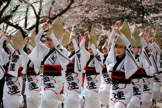 زنان ژاپنی با لباس سنتی در طول برگزاری یک جشنواره در پارک شکوفه های گیلاس