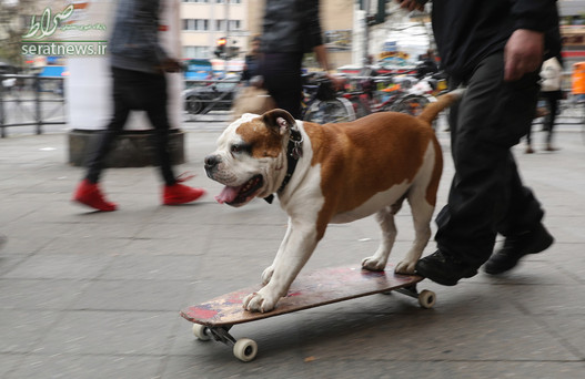 سگ اسکیت سوار در برلین