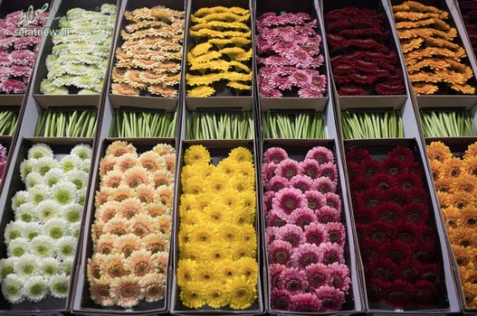 فروش گل ژربرا در لندن، این گیاه بومی آفریقاست و نیاز به شرایط گرم و پرنور دارد