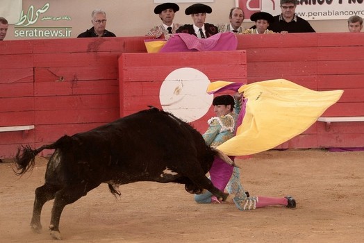 حمله یک گاو نر به ماتادور فرانسوی