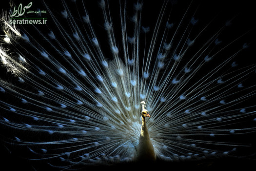 یک طاووس در باغ وحش تفلیس گرجستان