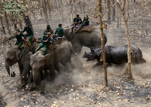 حمله یک کرگدن زخمی به چند فیل سوار در چیتوان نپال