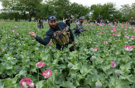 از بین بردن خشخاش توسط نیروهای امنیتی افغانستان در منطقه سرخرود راد ننگرهار