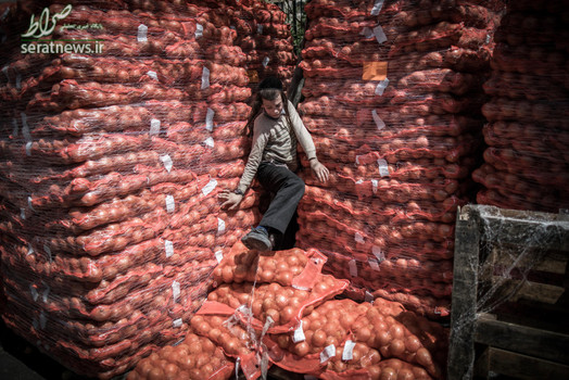 یک جوان یهودی ارتدوکس افراطی در میان کیسه های پیاز در اورشلیم