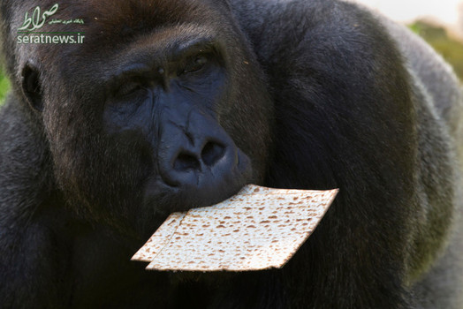 نان فطیر خوردن یک گوریل به مناسبت عید فصح یهودیان در باغ وحشی در نزدیکی تل آویو