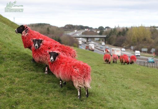 یک گله گوسفند قرمز در چراگاهی در غرب اسکاتلند