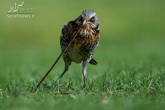 تلاش یک طرقه برای بیرون کشین کرم خاکی از یک علفزار - ولفسبورگ، آلمان