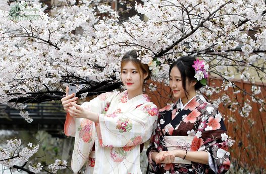 عکس سلفی زنان ژاپنی با لباس سنتی در باغ شکوفه های گیلاس