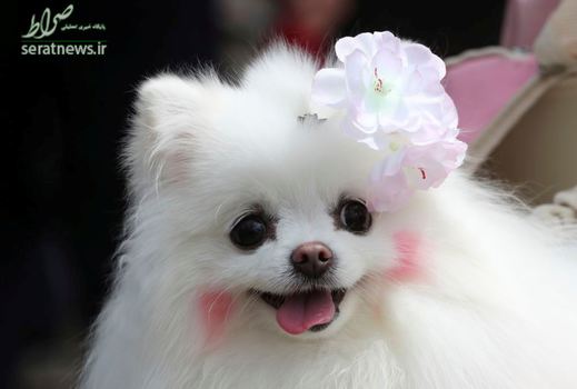 یک سگ سفید در باغ شکوفه های گیلاس سئول