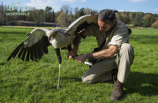نصب یک پای مصنوعی ساخته شده از پروتز برای یک مرغ دبیر در پارک پرندگان والزروده شمال آلمان