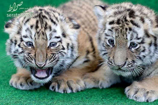 دو توله ببر شش هفته ای در باغ وحش لایپزیگ آلمان