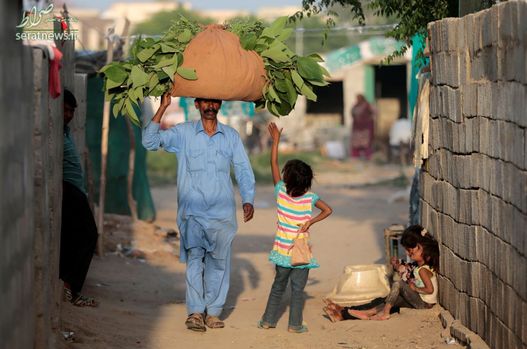 یک مرد در حال حمل علوفه برای گوسفندانش در حومه اسلام آباد پاکستان