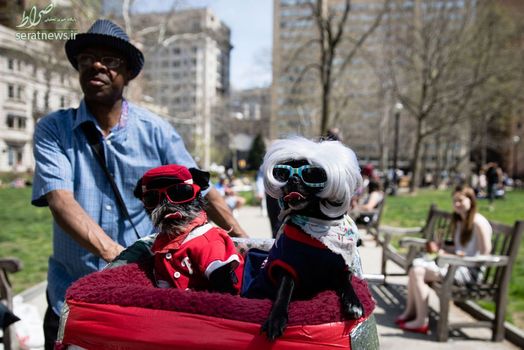 یک مرد با دو سگش در فیلادلفیای آمریکا