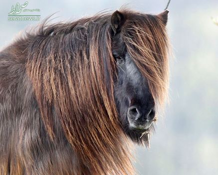 یک اسب با یال های بلند در چمنزاری در آلمان