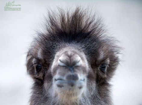 یک شتر در باغ وحش وسزپرم در بوداپست مجارستان