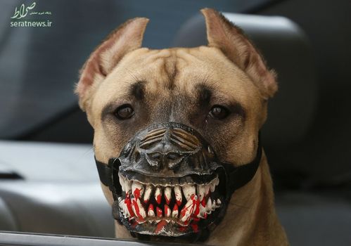 یک سگ با پوزه بند عجیب و ترسناک در کراسنویارسک روسیه