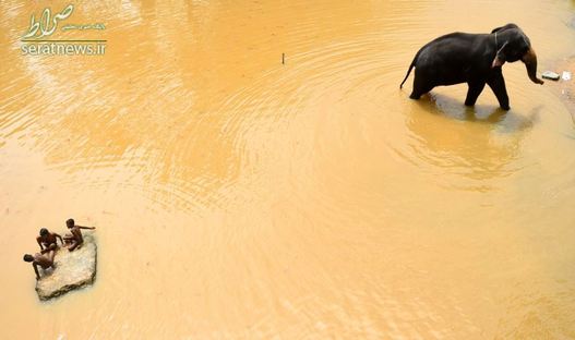 شنای کودکان سریلانکایی در کنار یک فیل