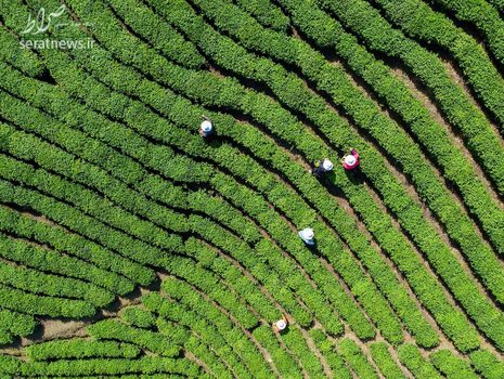 مزرعه برداشت برگ های سبز چای در چین