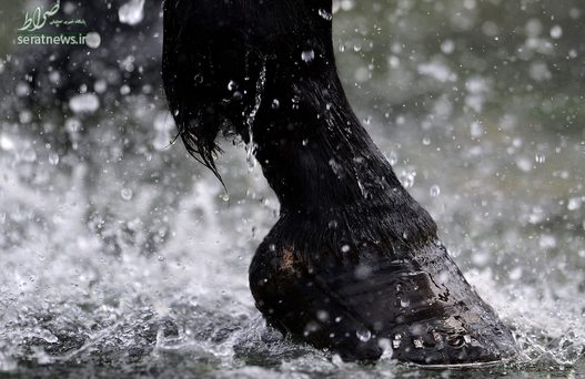 سم یک اسب سیاه در حال شسته شدن پس از شرکت در مسابقه - انگلیس