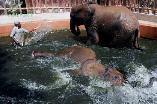 شنای دو فیل در باغ وحش شهر کراچی پاکستان