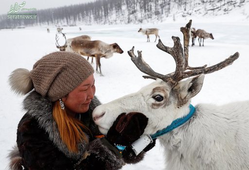 نوازش یک گوزن توسط یک زن قطبی در مناطق برفی روسیه