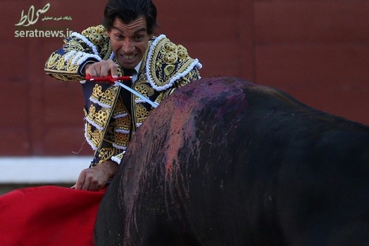 ماتادور اسپانیایی با شمشیر در حال مبارزه با یک گاو وحشی در مادرید 