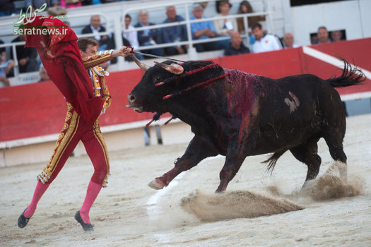 مبارزه خونین ماتادور اسپانیایی با یک گاو وحشی
