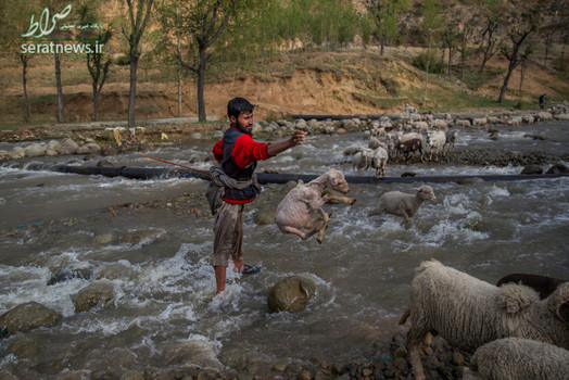 چوپان کشمیری در حال پرتاب یک بره در حین عبور از یک رودخانه