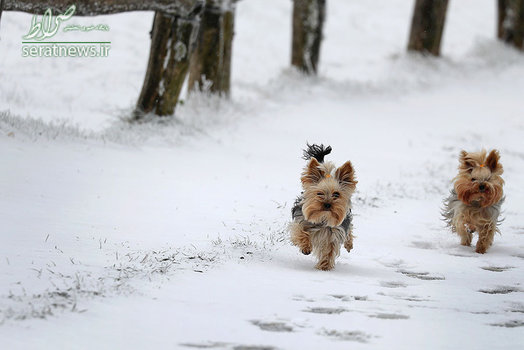 دویدن دو سگ کوچک در منطقه ای برفی در فرانکفورت آلمان
