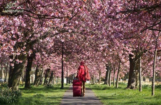 یک زن در امتداد مسیری با شکوفه های گیلاس در یورکشایر