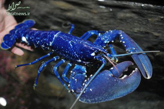 نمونه بسیار نادری از خرچنگ آبی رنگ در غرب فرانسه