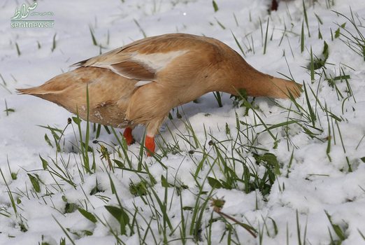 جستجوی یک اردک در علفزارهای پوشیده از برف - ایترانگ، آلمان