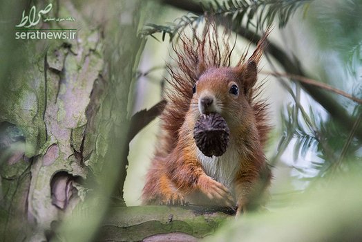 سنجاب قرمز با دانه ای در دهان - اشتوتگارت، آلمان