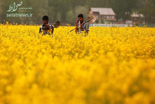 کشاورزان کشمیری در حومه سرینگر