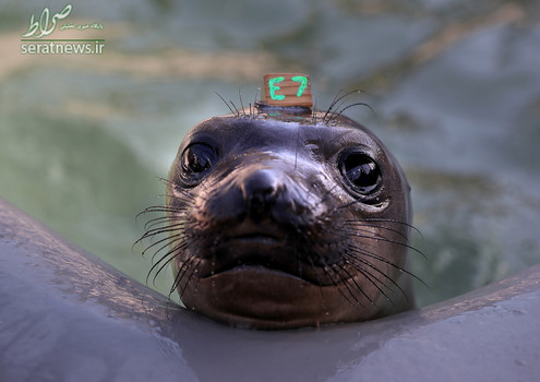 یک بچه فک فیلی دریایی در استخر مرکز پستانداران دریایی سائوسالیتو کالیفرنیا