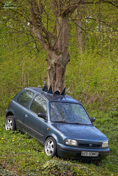 بدون شرح -  التیناهر، آلمان