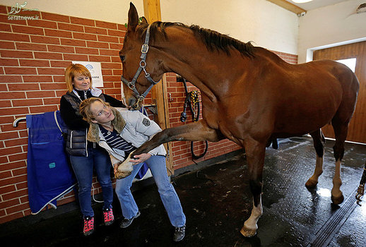 بررسی وضعیت یک اسب توسط فیزیوتراپیست در مرکز توانبخشی جمهوری چک