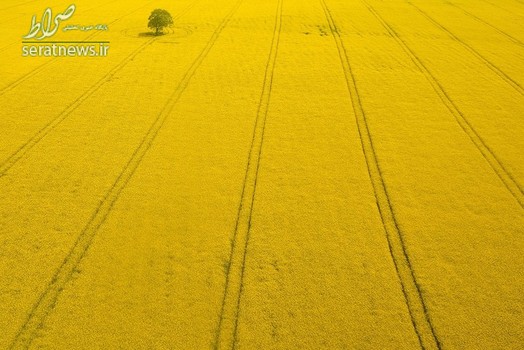 یک درخت در دشتی از کلزا در نزدیکی فرودگاه گاتویک - جنوب انگلستان