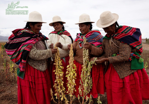 زنان کشاورز بولیوی در حال بررسی گیاه کوینالا، کوینولا یا بذر گنه گنه یک دانه کوچک لوبیا شکل به رنگ عاج است که عطری ملایم و طعمی شیرین دارد