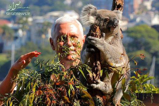 مایک پنس معاون دونالد ترامپ رییس جمهور آمریکا در حال تماشای یک کوآلا در باغ وحش سیدنی استرالیا