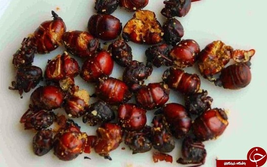 مورچه بوداده در کامبوج