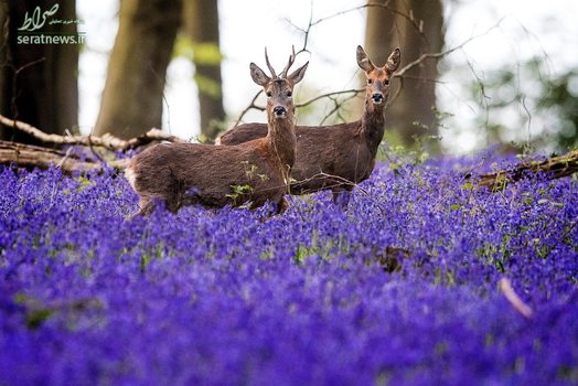 دو گوزن در دشتی در نیوهمشایر انگلستان