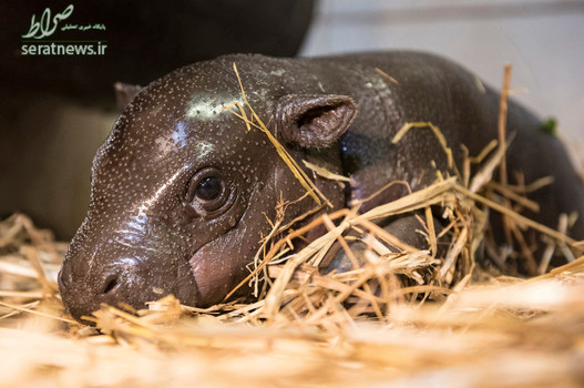 یک اسب آبی کوتوله تازه متولد شده در پارک حیوانات - بوداپست، مجارستان