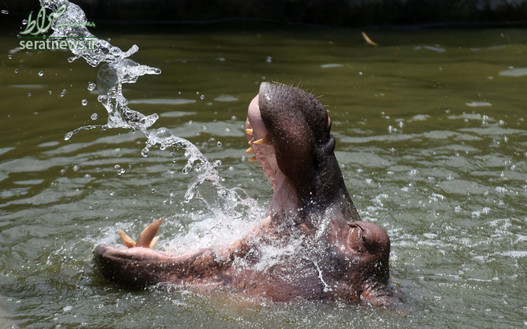 یک اسب آبی در باغ وحش چنای هند