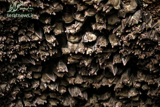 لانه خفاش ها در سرزمین های اشغالی