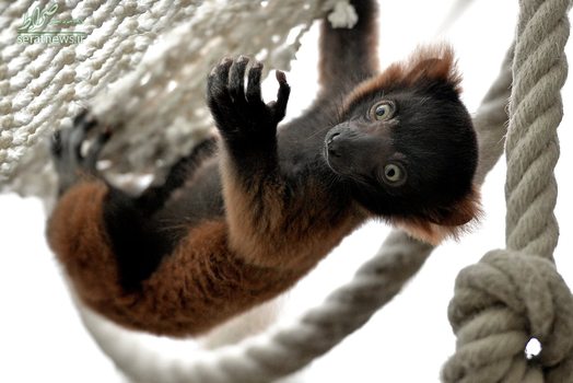 یک لمور طوق قرمزی در باغ وحش کلن آلمان